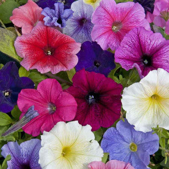 Nana Compacta Dwarf Mixed Flower Seeds