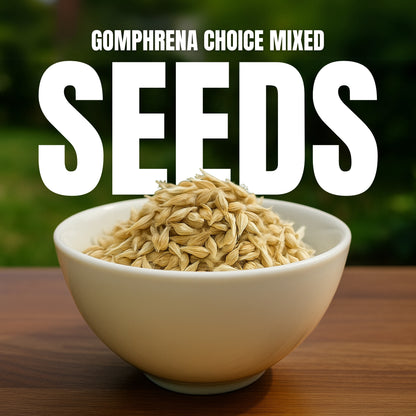 Gomphrena Choice Mixed  seeds