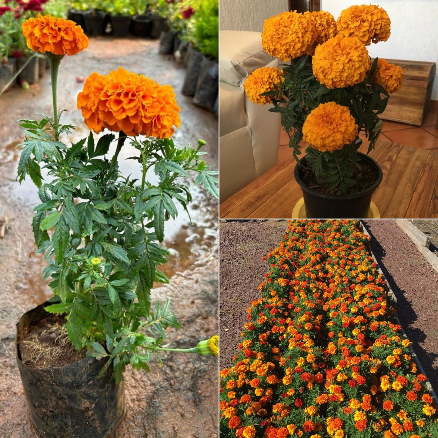 Marigold flower