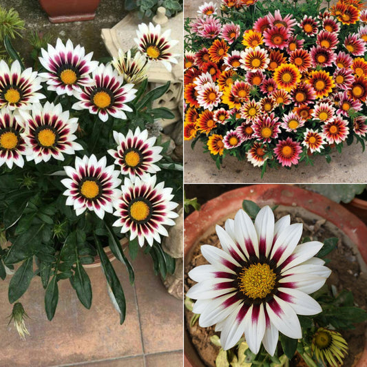 Gazania plant