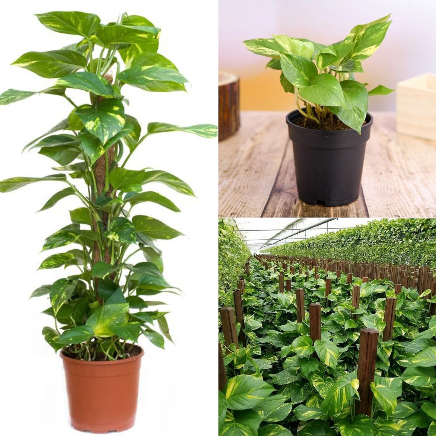 Green money plant
