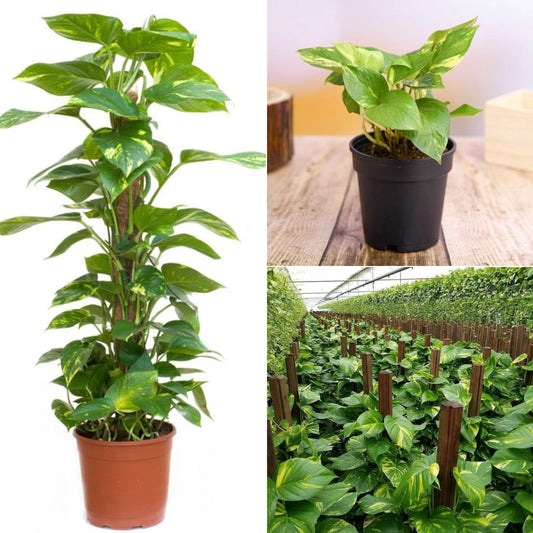 Green money plant
