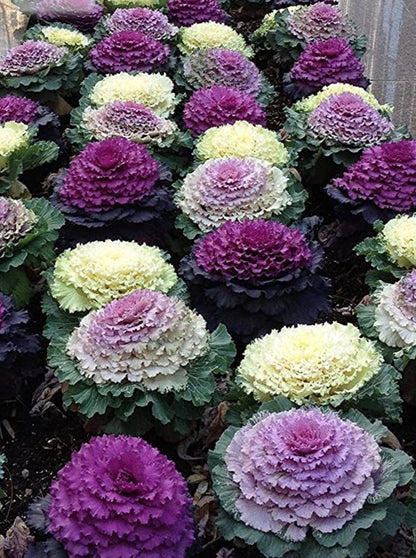 Ornamental Kale Fringed Mixed Seeds