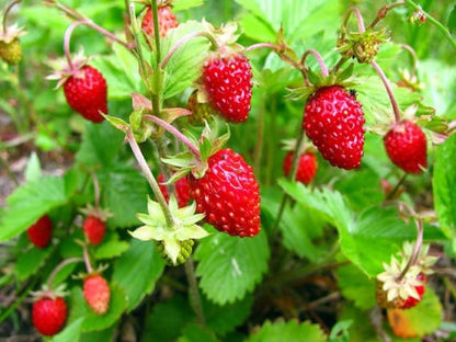 Alpine Strawberry Seeds