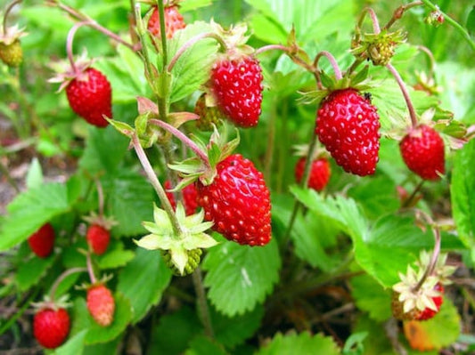 Alpine Strawberry Seeds