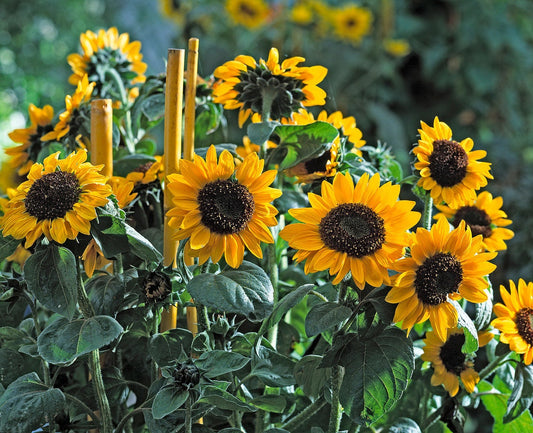 Helianthus (Sunflower) Ballad F1