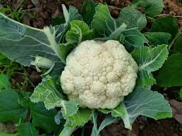 Cauliflower Snow Ball 18 Seeds