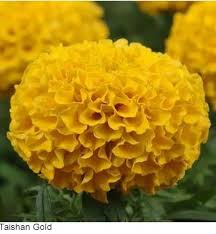 Marigold Tagetes Erecta Taishan F1 African Gold