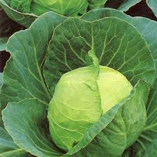 Cabbage Golden Acre Seeds