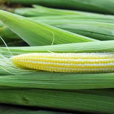 Baby Corn Seeds
