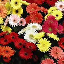 F2 Jamesonii Mix Flower Seeds