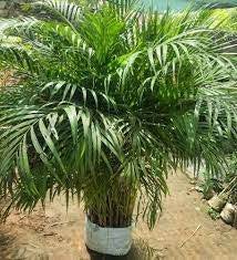 Areca Palm