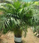 Areca Palm