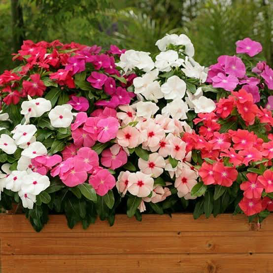 Vinca New Day F1 Series Flower Seeds