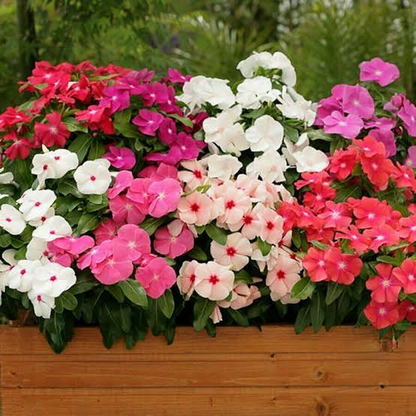 Vinca New Day F1 Series Flower Seeds