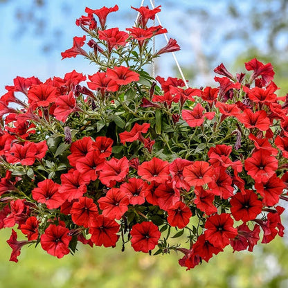 Petunia Scarlet Red Flower Seeds