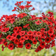 Petunia Scarlet Red Flower Seeds