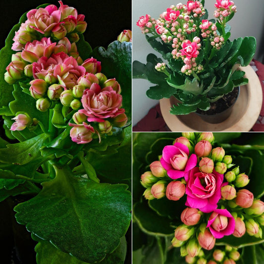 kalanchoe