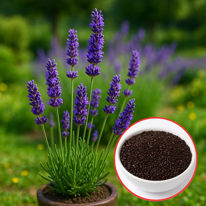 Lavender Seeds