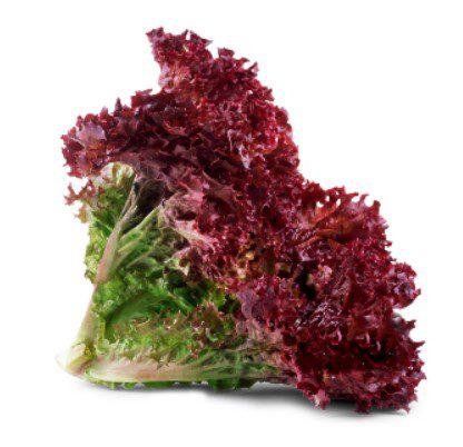 Lettuce Sativa Lollo Rosso Seeds