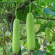 Bottle Gourd Long Green Seeds