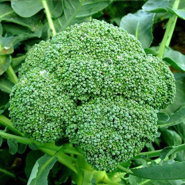 Broccoli Green Seeds