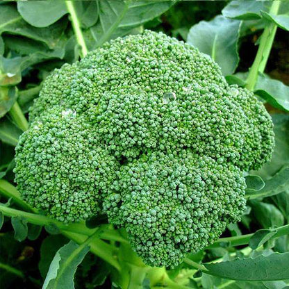 Broccoli Green Seeds