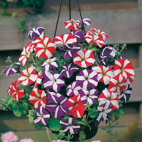 Petunia Star Mix Flower Seeds