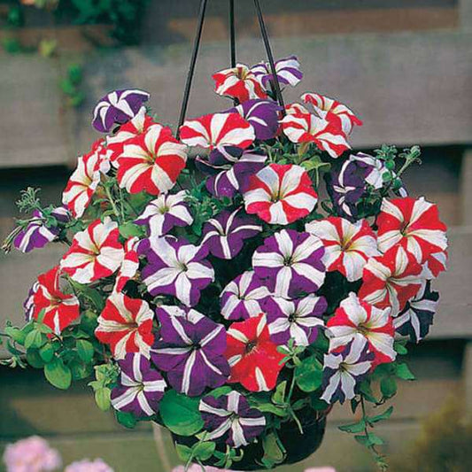 Petunia Star Mix Flower Seeds