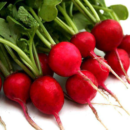 Radish Red Globe Seeds