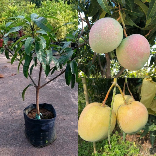 Australia - R2 E2 Mango