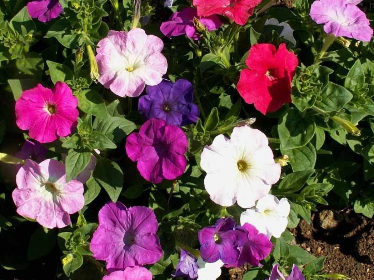 Nana Compacta Dwarf Mixed Flower Seeds