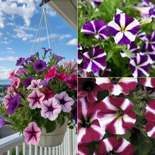 Petunia plant