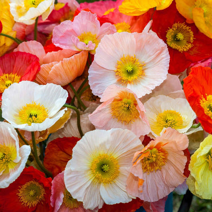 Poppy Iceland Mixed Flower Seeds