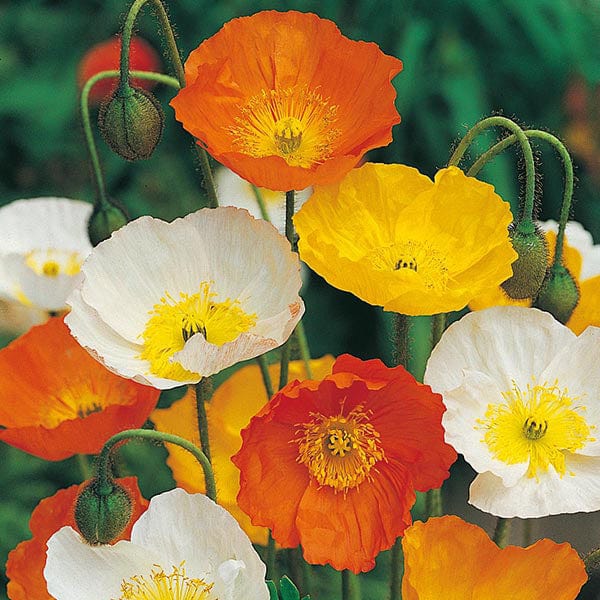 Poppy Iceland Mixed Flower Seeds