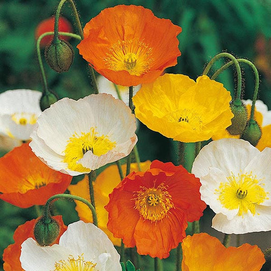 Poppy Iceland Mixed Flower Seeds