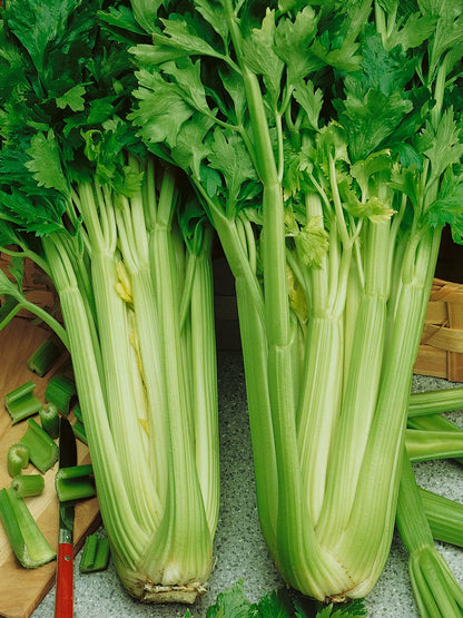 Celery Seeds