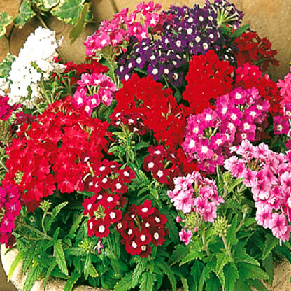 Verbena Quartz XP Series Flower Seeds