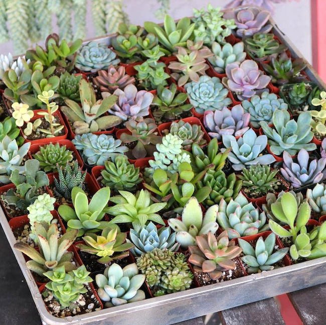 Mini Succulent Garden Pack