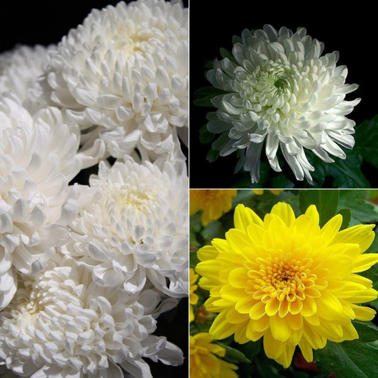 Chrysanthemum plant