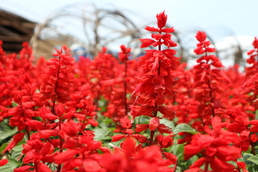 Saint John's Fire Red Flower Seeds