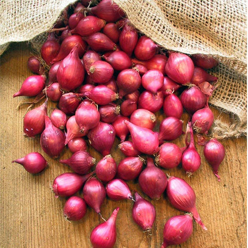 Onion Red Seeds