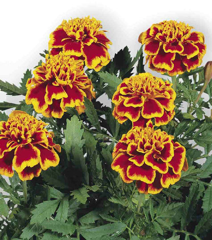 Marigold French Tagetes Patula Honeycomb Seeds