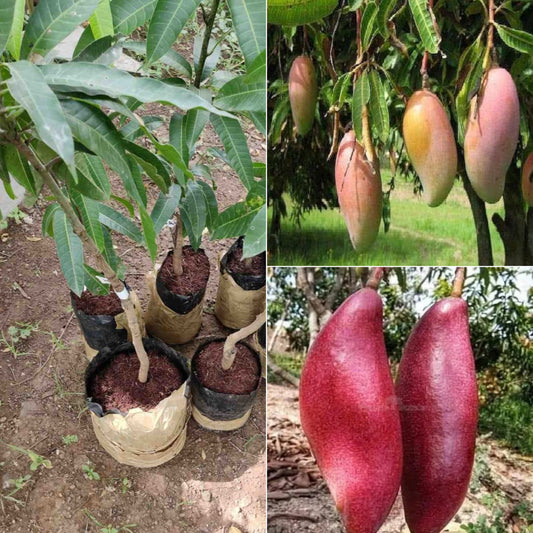 Thailand - Chiangmai Mango