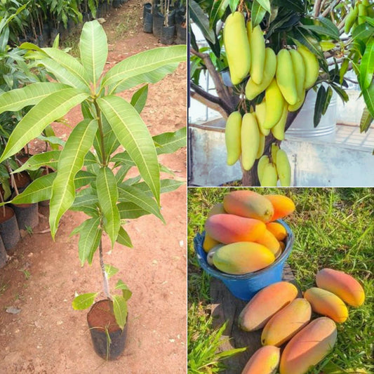 Thailand - Banana Mango