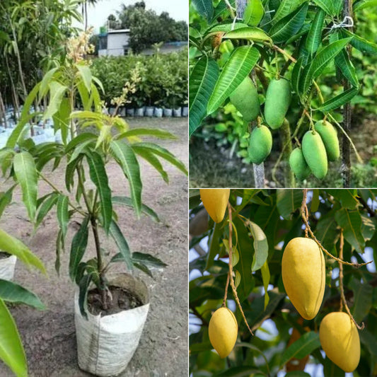Thailand - Keri Mon Mango