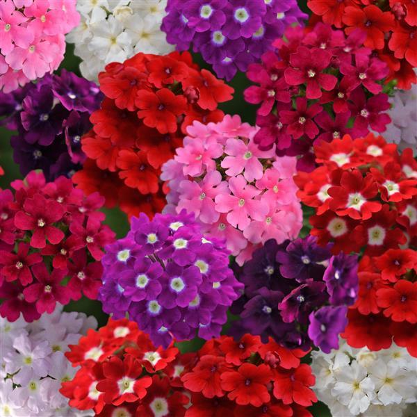 Verbena Quartz XP Series Flower Seeds