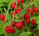 Alpine Strawberry Seeds