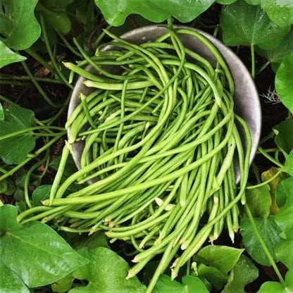 Beans Long Green Vegetable Seeds