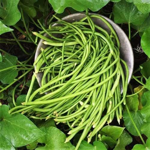 Beans Long Green Vegetable Seeds